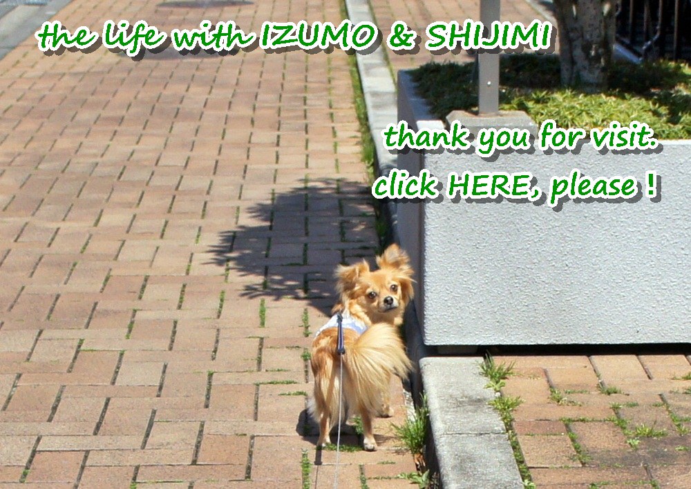 にほんブログ村 犬ブログ チワワへ