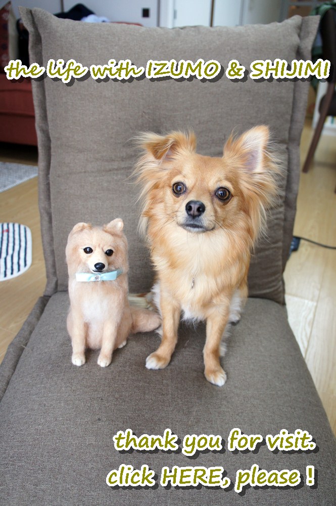 にほんブログ村 犬ブログ チワワへ