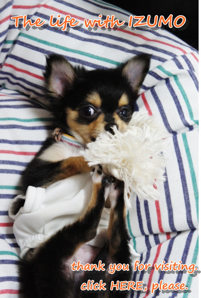にほんブログ村 犬ブログ チワワへ