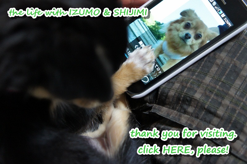 にほんブログ村 犬ブログ チワワへ