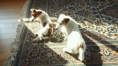 20120523b.jpg