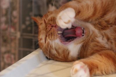 20120818e.jpg