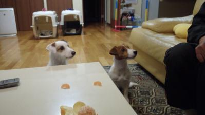 20121109c.jpg