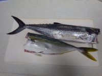 IMGP2458.jpg