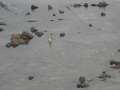 P from sea Large