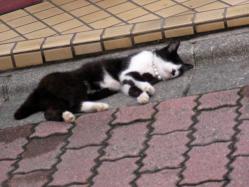 三崎の猫