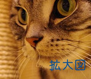 拡大図