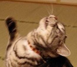 怖すぎるネコ