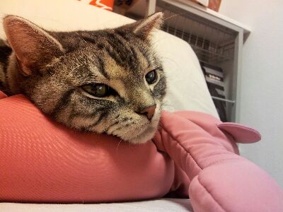 たいくつー
