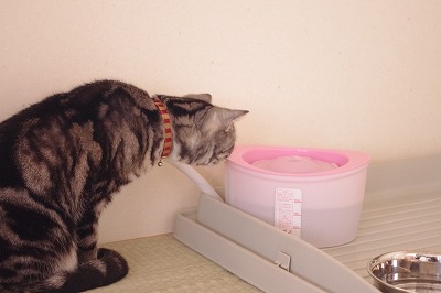 これが・・・