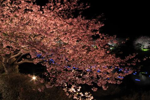 IMG_8761 (800x533)