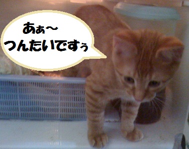 チャチャ