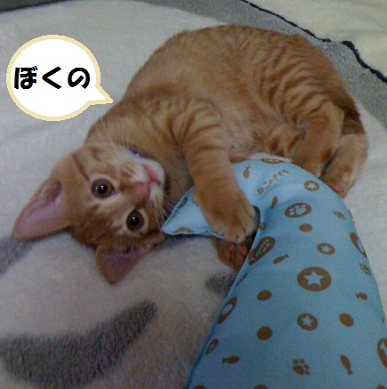 チャチャ