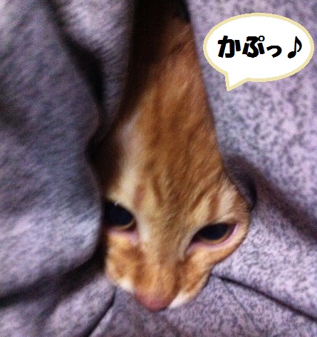チャチャ