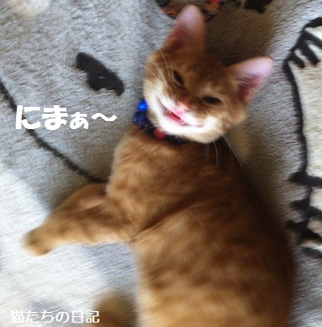 チャチャ