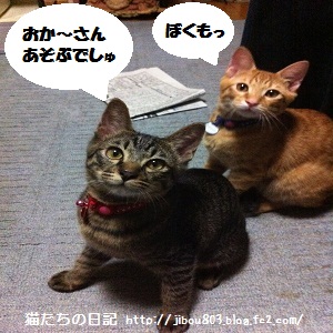 あそんでほしいで~しゅ♪