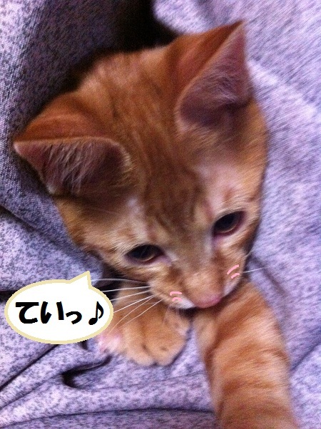 チャチャ