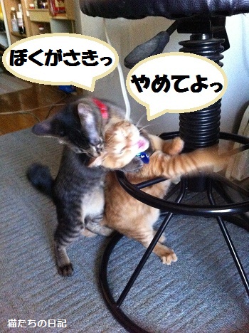 チャチャとタイガ