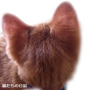 チャチャの後頭部