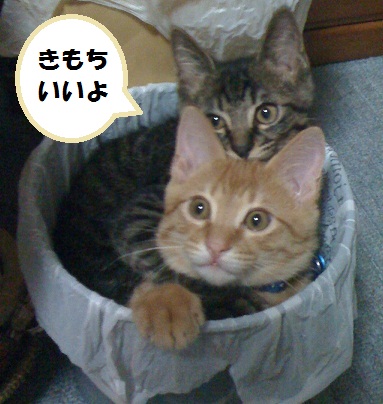 チャチャとタイガ