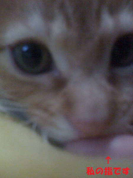 チャチャ