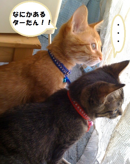 チャチャとタイガ