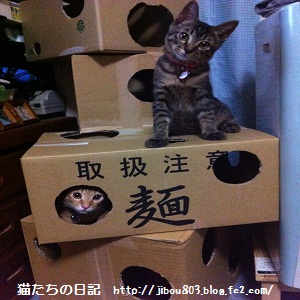 チャチャとタイガ