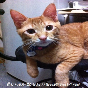 ほへぇ~