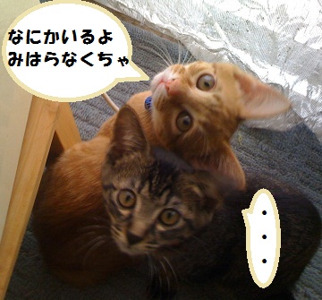 チャチャとタイガ