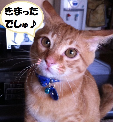 チャチャ