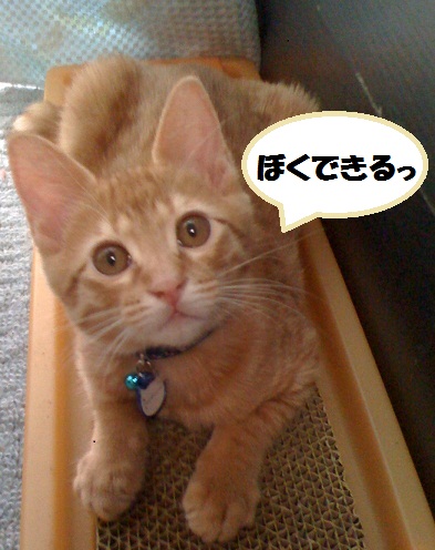 チャチャ