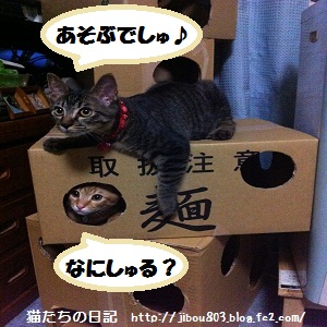 チャチャとタイガ