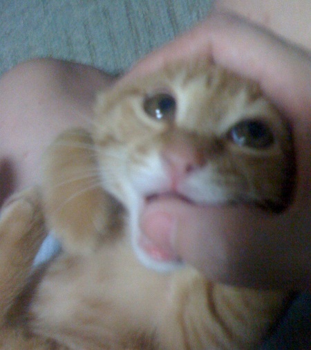 チャチャ