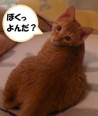 チャチャ