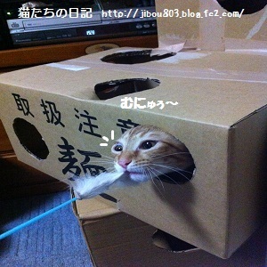 チャチャ