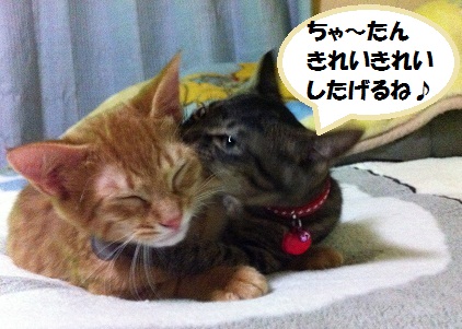 チャチャとタイガ