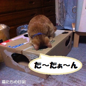 チャチャ
