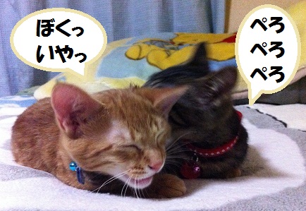チャチャとタイガ