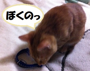 チャチャ