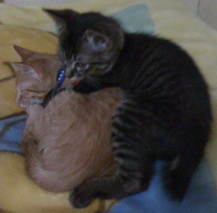 チャチャとタイガ