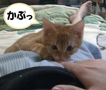 チャチャ