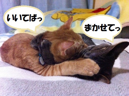 チャチャとタイガ