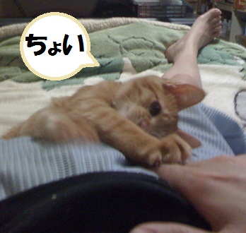 チャチャ