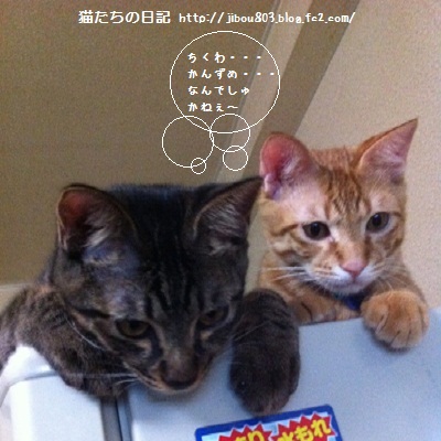 なにがでるかな~♪ なにがでるかな~♪
