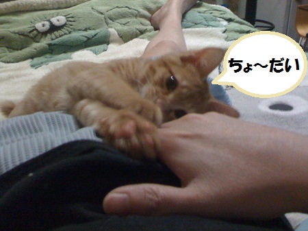 チャチャ