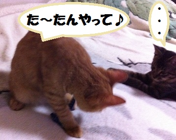 チャチャとタイガ