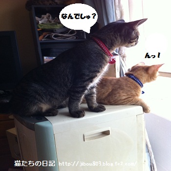 なんかきこえましゅよ!!!