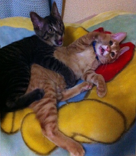 チャチャとタイガ