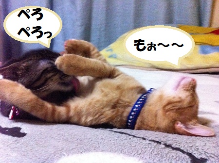 チャチャとタイガ