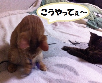 チャチャとタイガ